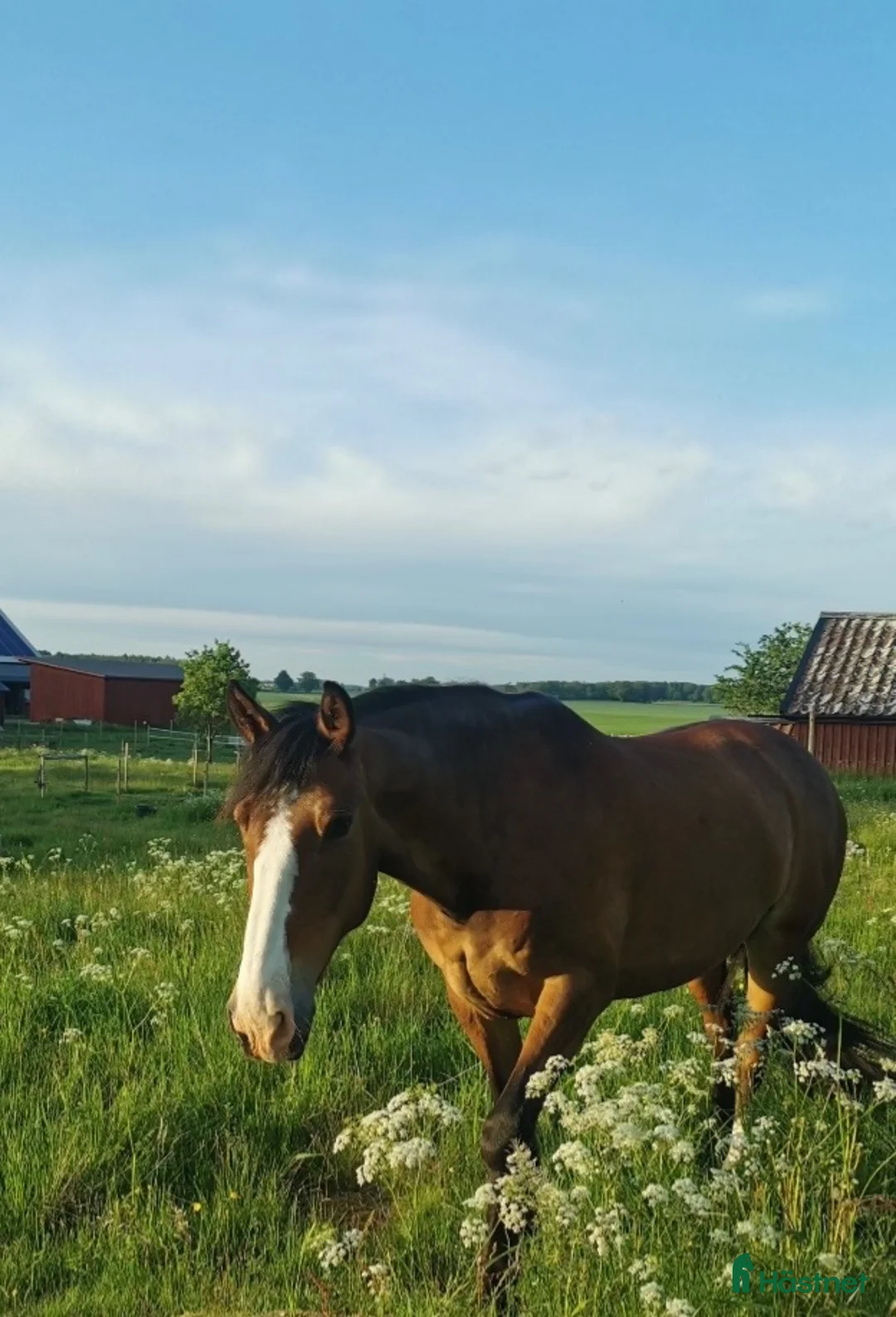 Allround hästar till salu: Söker kärleksfullt hem - Annons 2