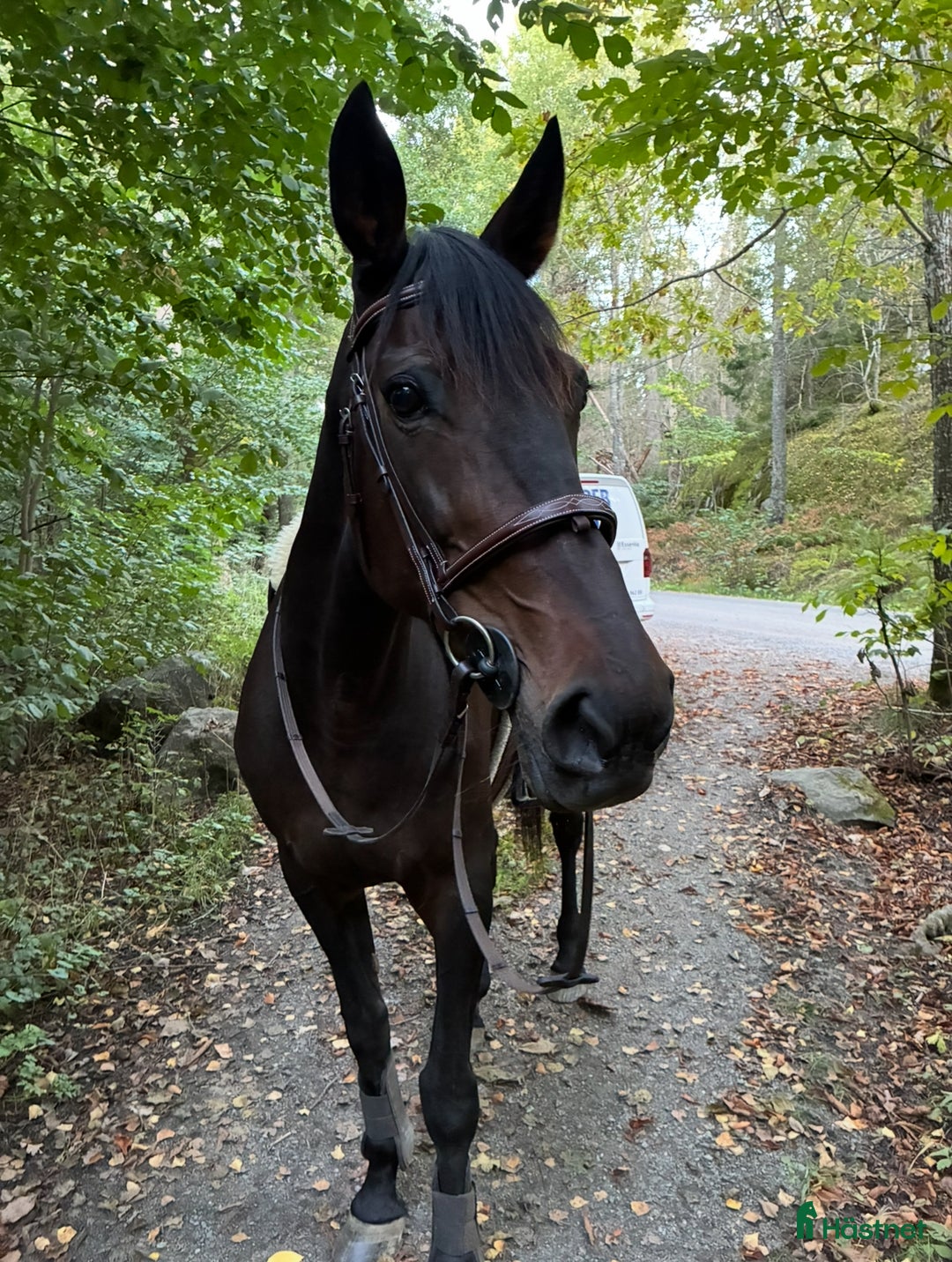 Allround hästar till salu: Fin ridtravare  i Huddinge - Annons 2