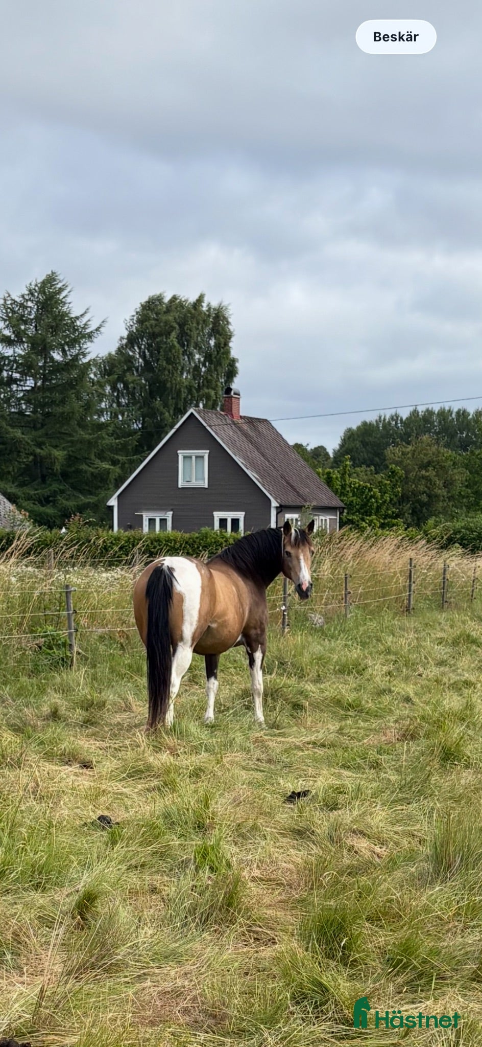 Allround hästar till salu: Hobbyponny - Annons 1