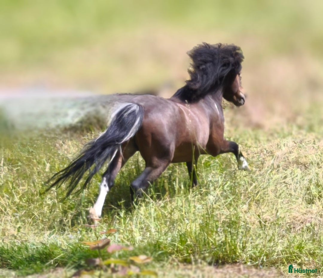 Övrigt hästar till salu: AMHA HINGST 5 år i Tjällmo - Annons 17