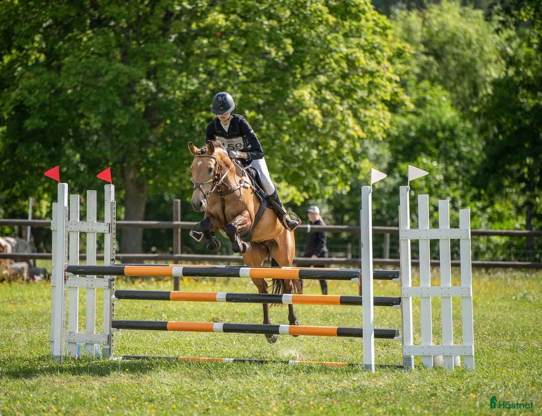 Fälttävlan hästar till salu: Fantastisk fälttävlansponny i Uppsala - Annons 3