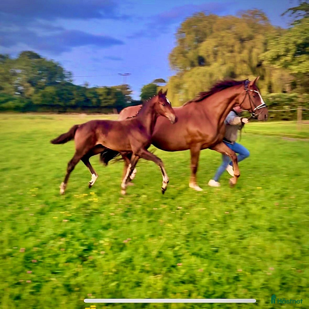 Dressyr hästar till salu: Premiumhingst av Federer x Egalestamm i København - Annons 4