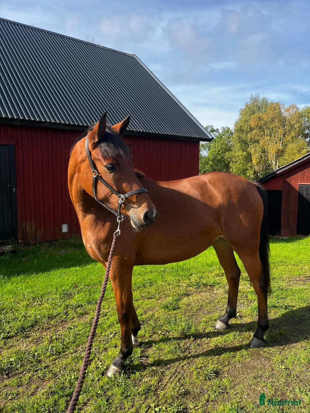 Hoppning hästar till salu: Mycket lovande ungsto med toppstam i Kyrkhult - Annons 2