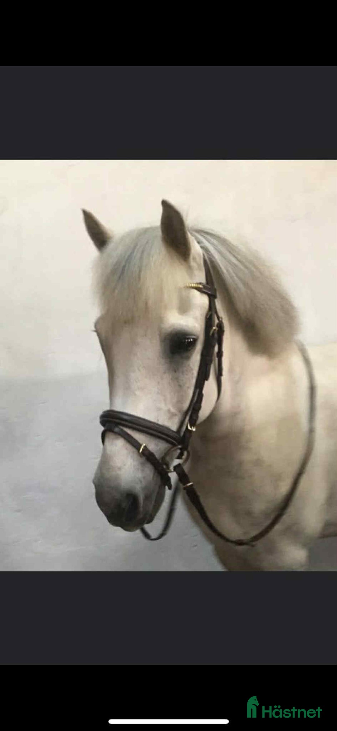 Sällskap hästar till salu: Sällskapsponnyer säljes tillsammans i Älvängen - Bild 3