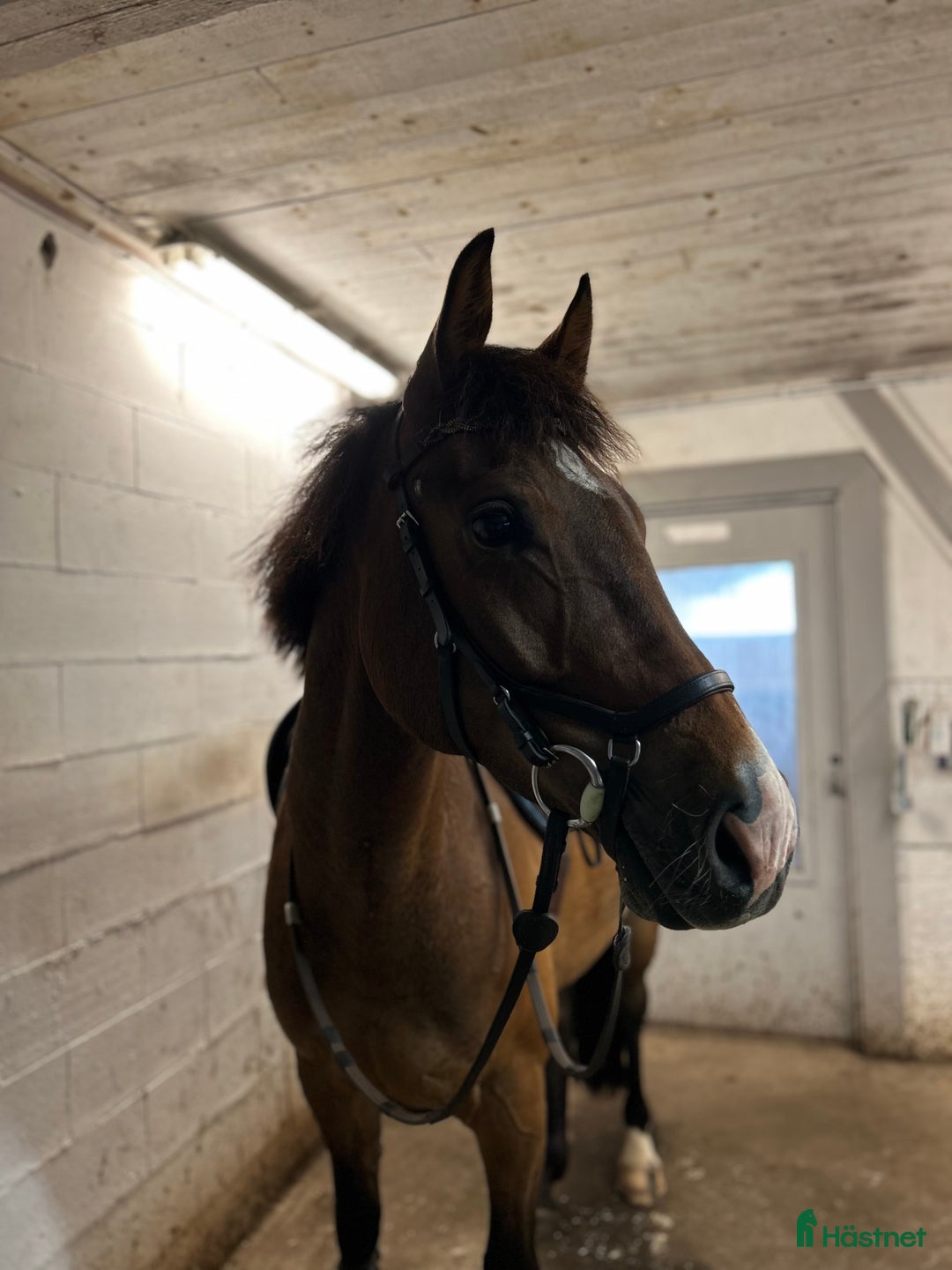 Hoppning hästar till salu: Din framtida stjärna? i Tidaholm - Annons 2