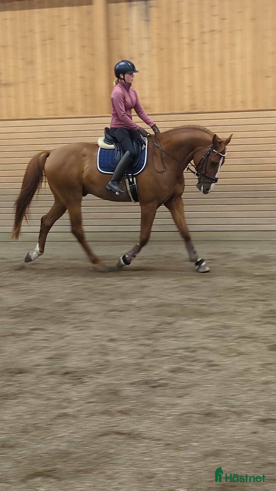  hästar Lovande häst för dig med kunskap och tid  - Annons 14