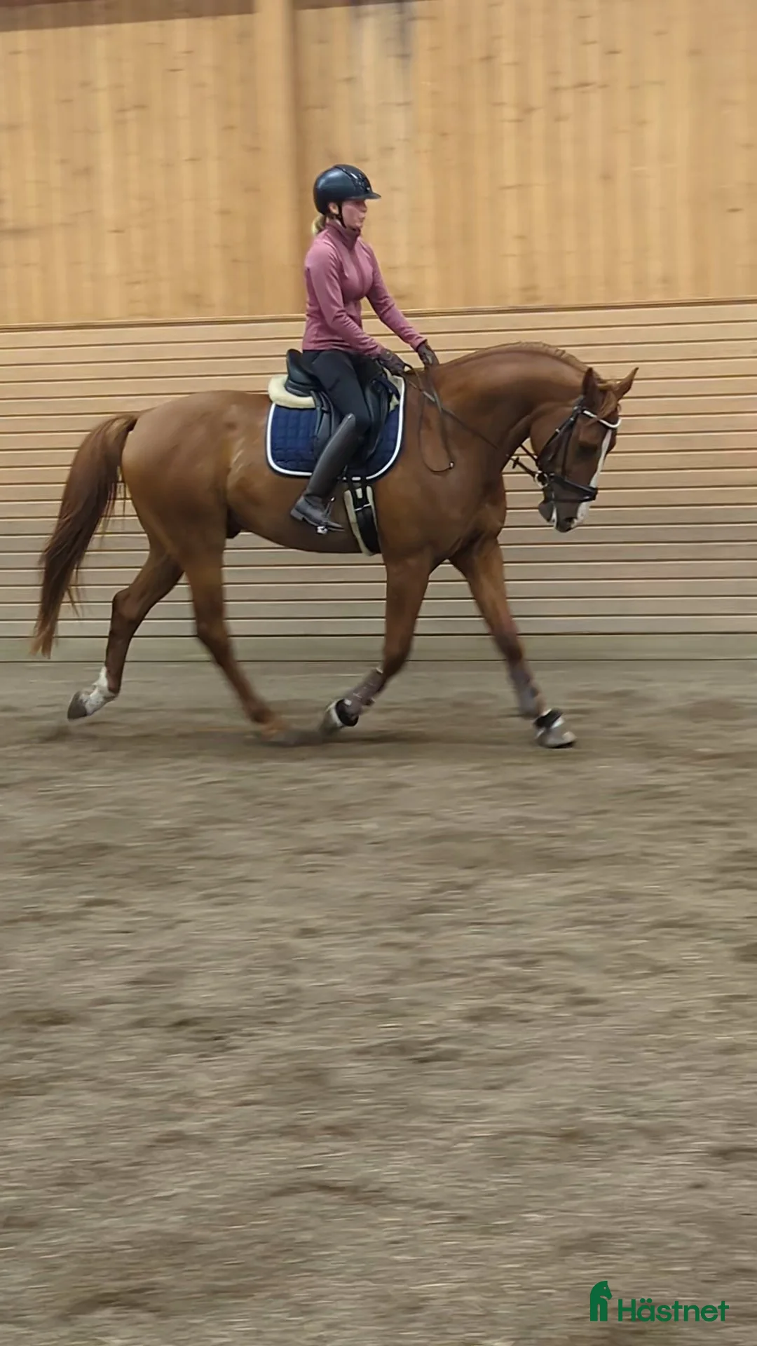 Hoppning hästar till salu: Lovande häst för dig med kunskap och tid  - Annons 1