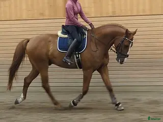 hästar Lovande häst för dig med kunskap och tid - Annons 14