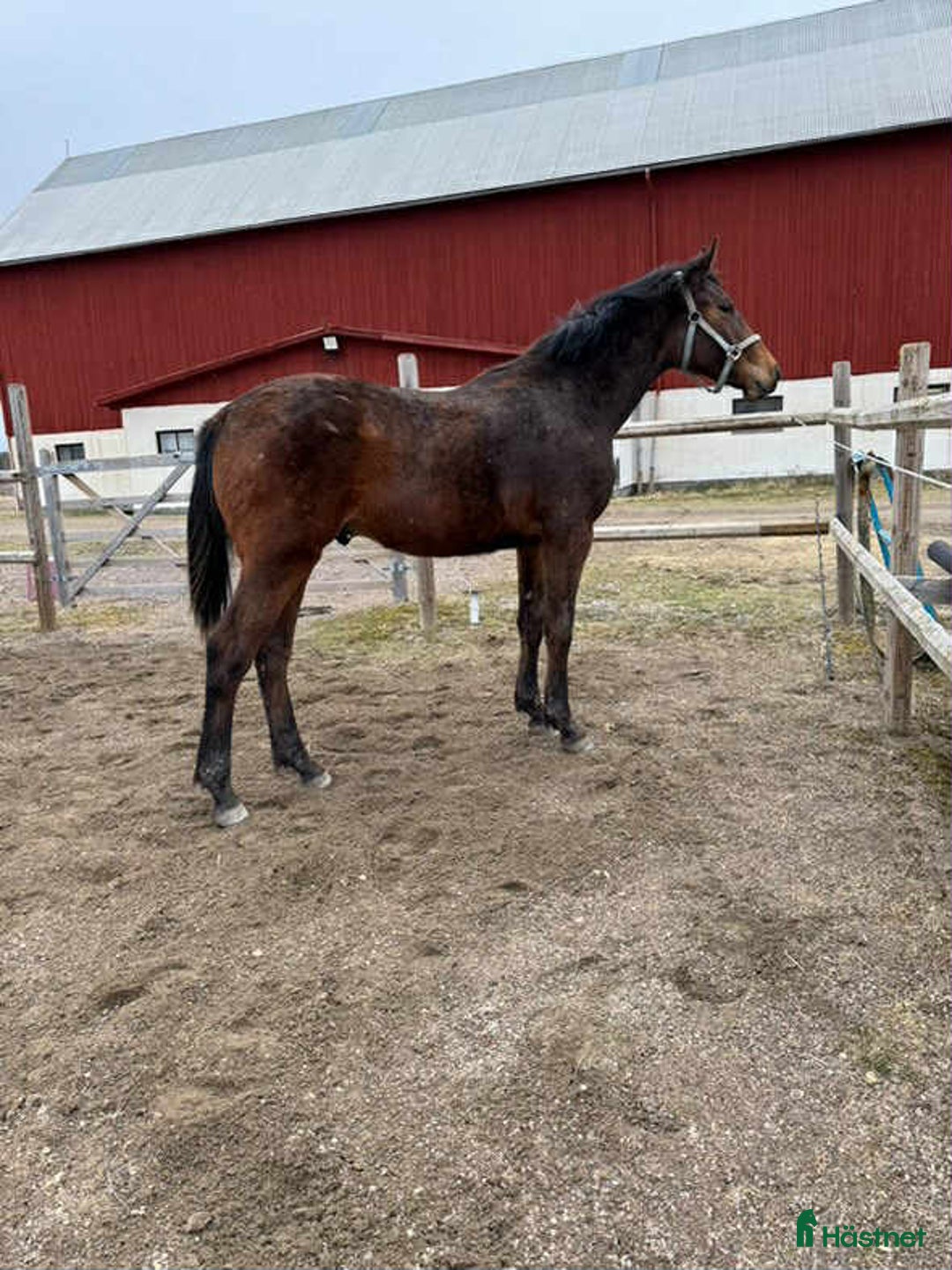 Hoppning hästar till salu: Ettåring Nebraska VDL - Hip Hop i Östra Ämtervik - Annons 5