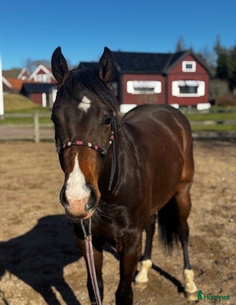  hästar Fin Quartervalack - Annons 2