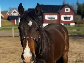 hästar Fin Quartervalack - Annons 2