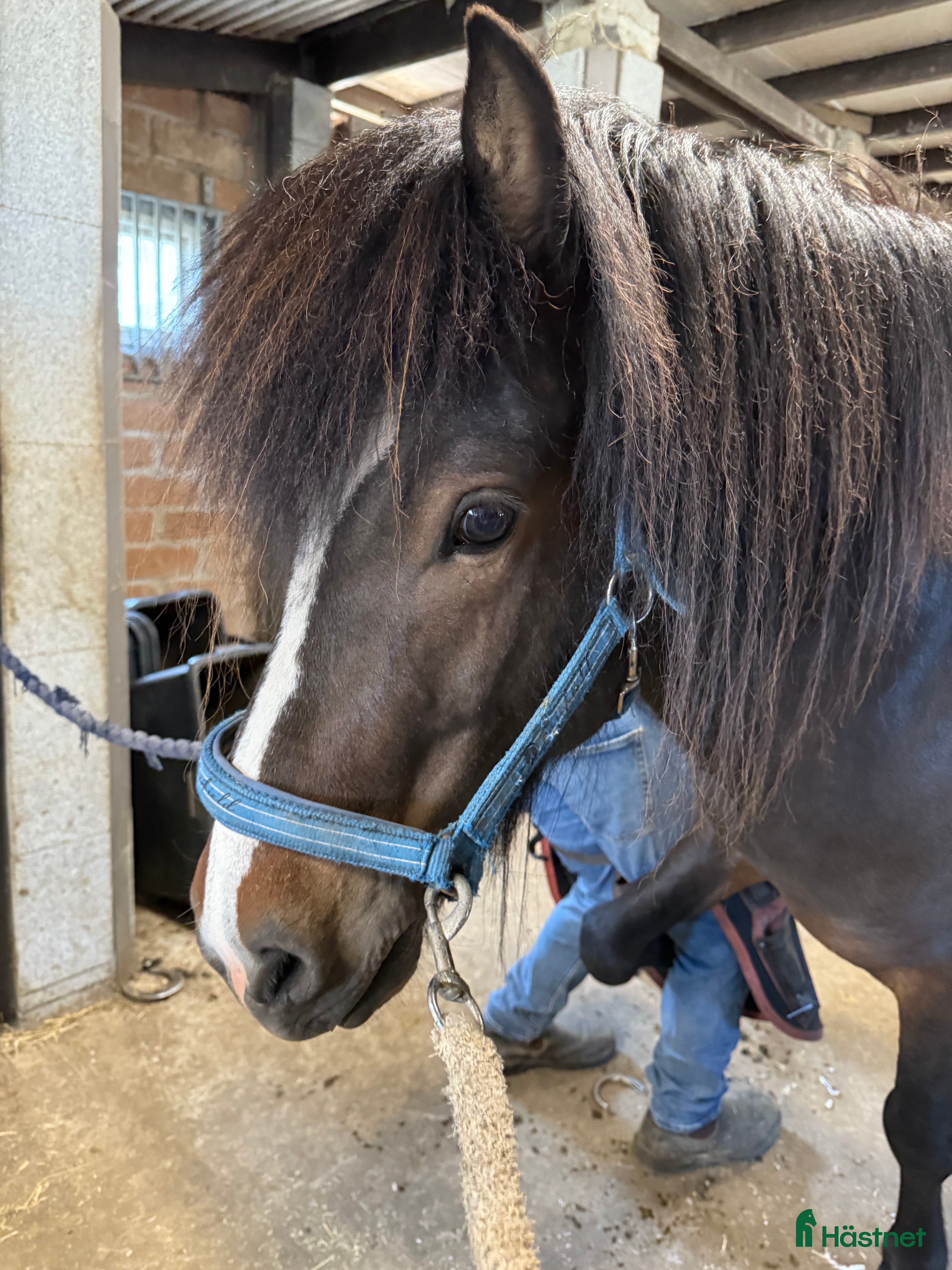  foderhäst Islandshingst i Kävlinge - Annons 6