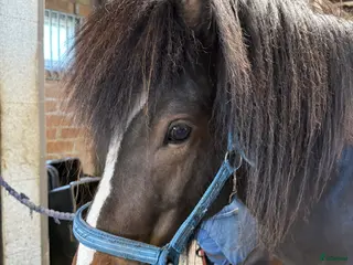 foderhäst Islandshingst i Kävlinge - Annons 11