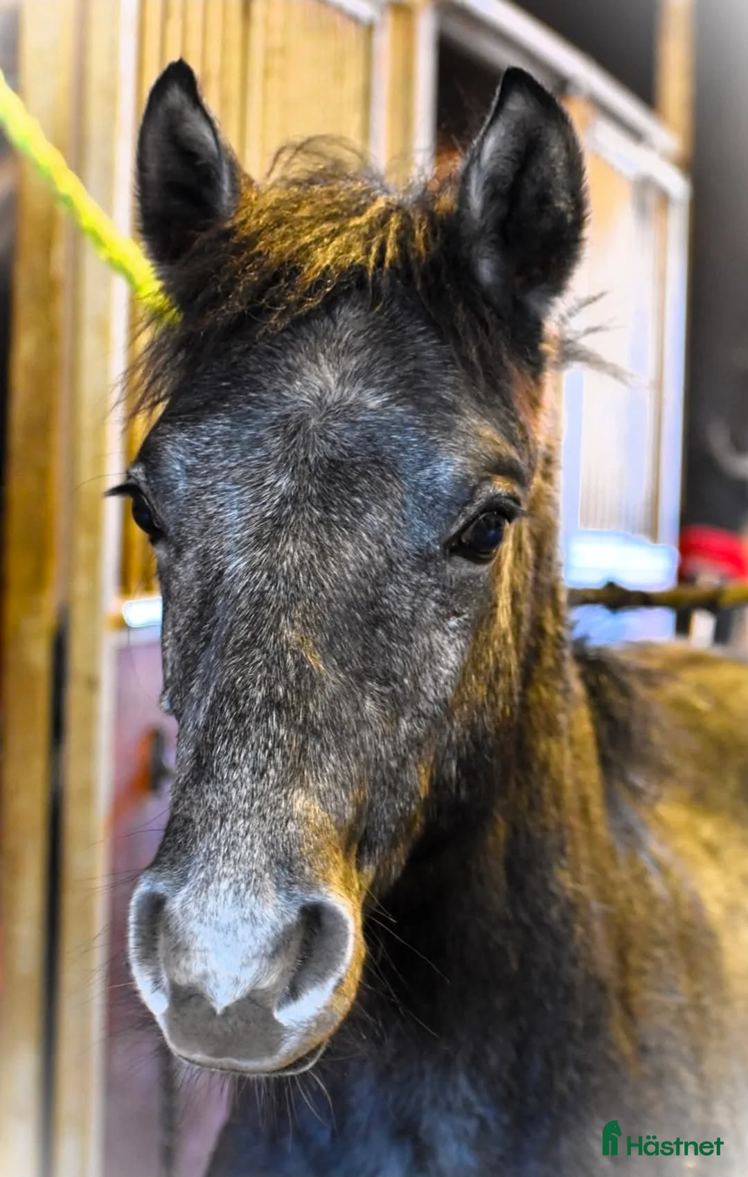 Allround hästar till salu: Trevlig svenskfödd Connemarahingst *2025 - Annons 7