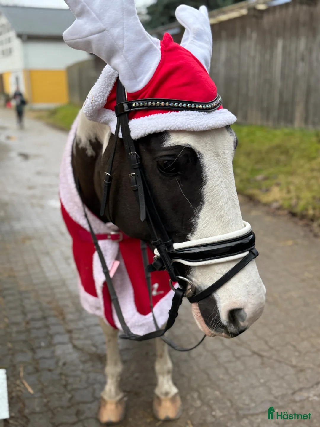 Allround hästar till salu: världens bästa ponny - Annons 2