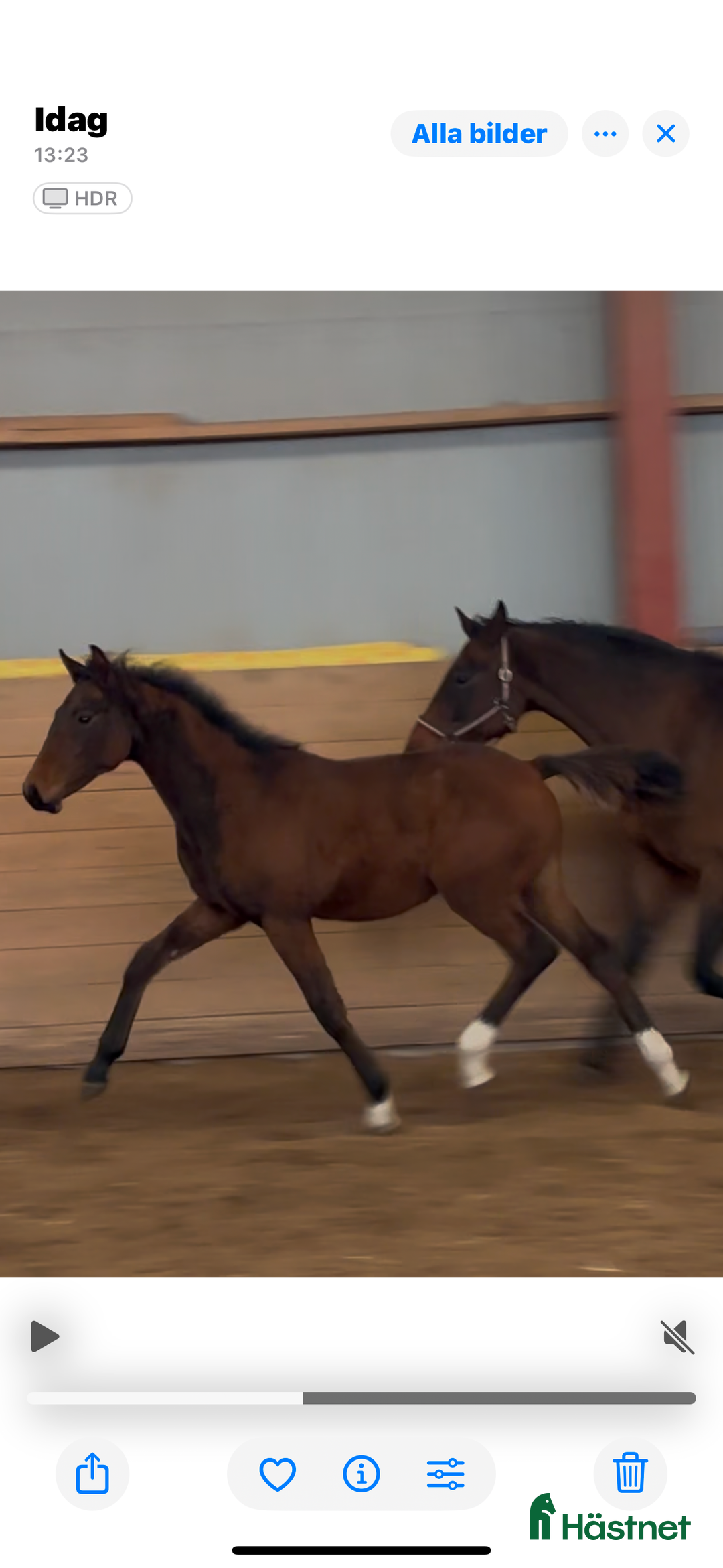 Dressyr hästar till salu:  83,3 % KNOCKANDO VH - BOCELLI i Braås - Annons 4