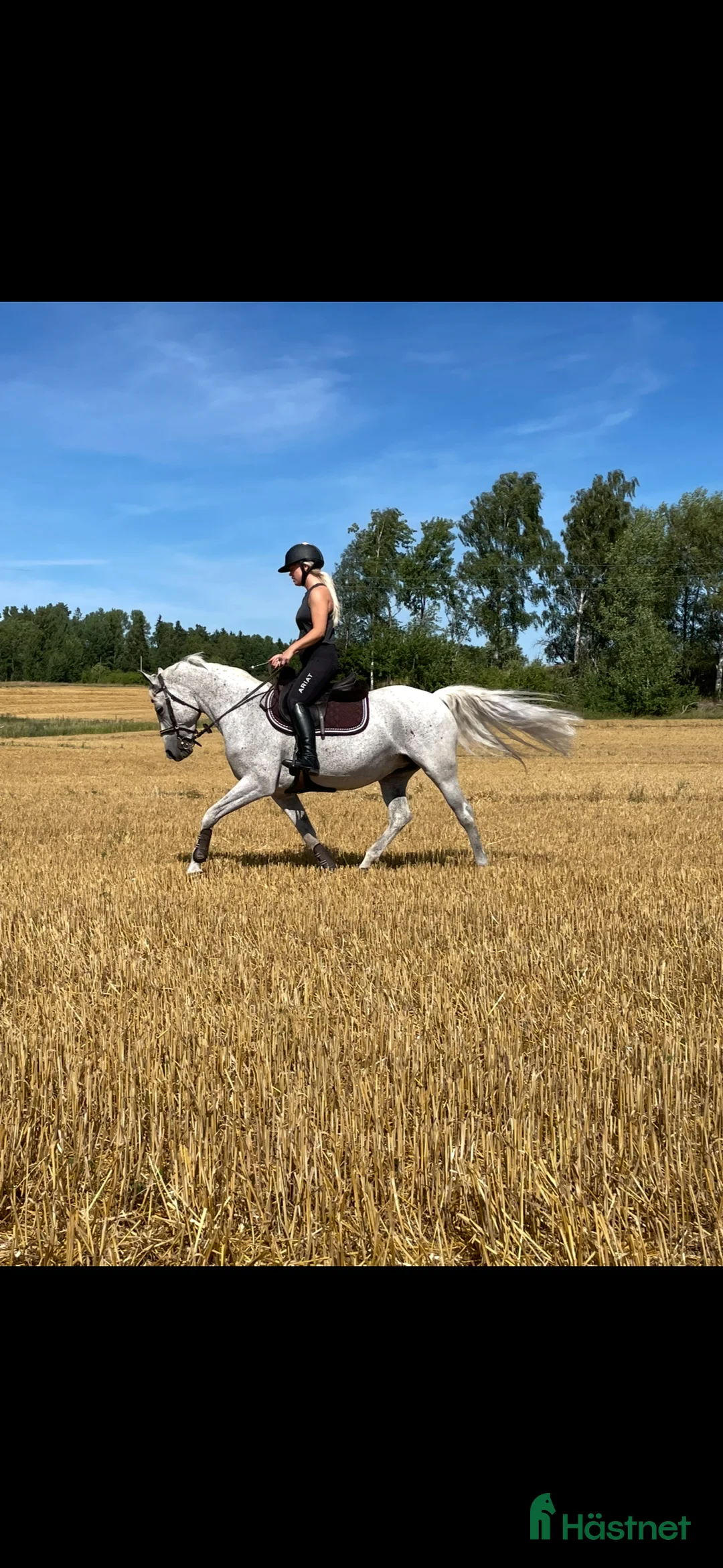 Allround hästar till salu: Speciellt sto för allround  i Eskilstuna - Annons 3