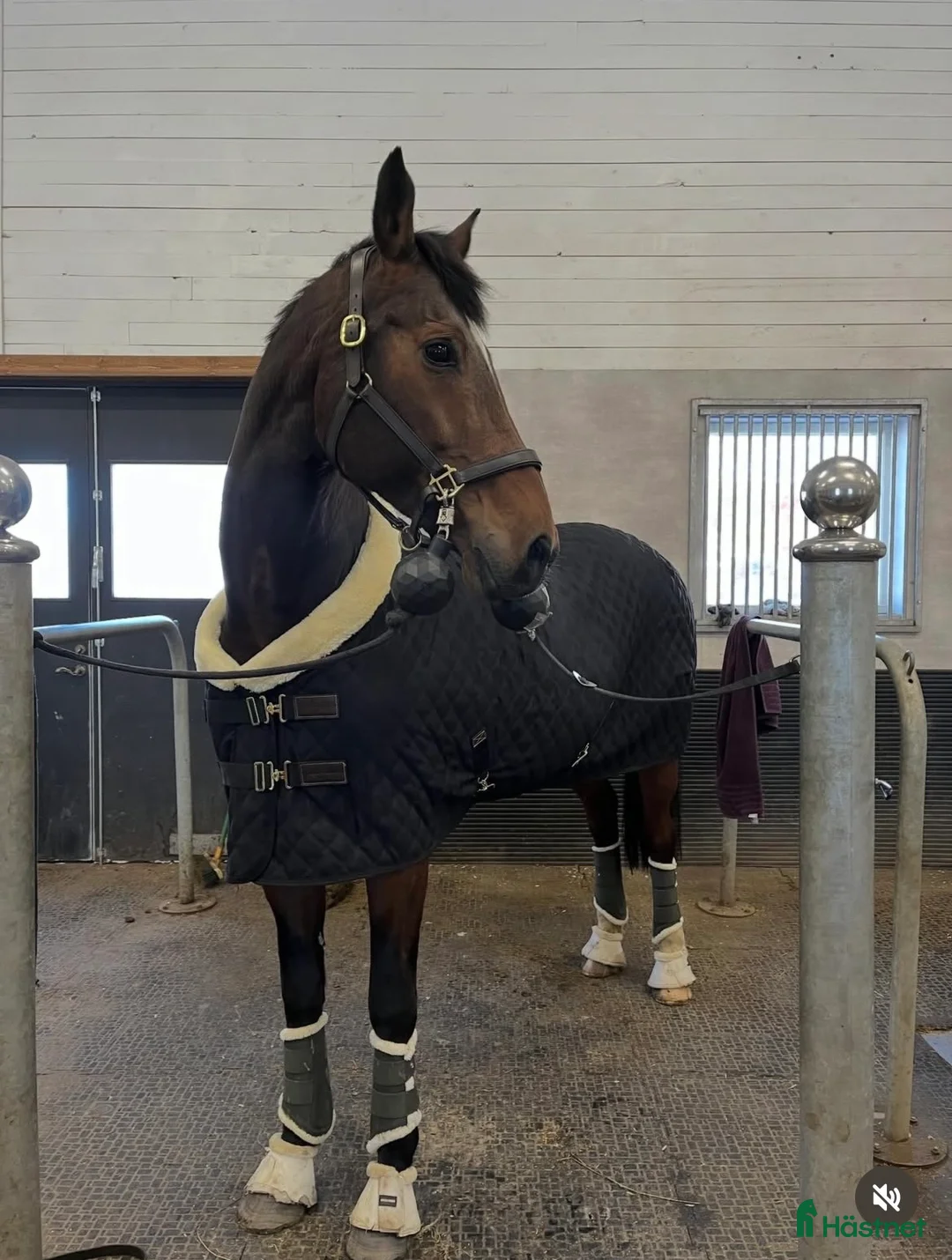 Avelshästar hästar till salu: Elitsto till avel - Annons 2