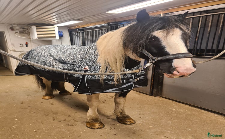  foderhäst Snäll skogsmulle i Arnäsvall - Annons 6