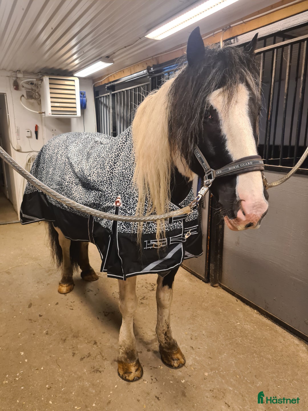  foderhäst finnes: Snäll skogsmulle i Arnäsvall - Annons 1