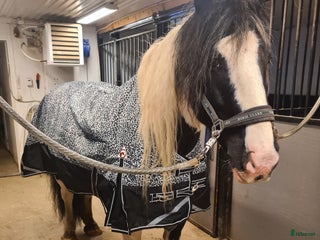 foderhäst Snäll skogsmulle i Arnäsvall - Annons 13