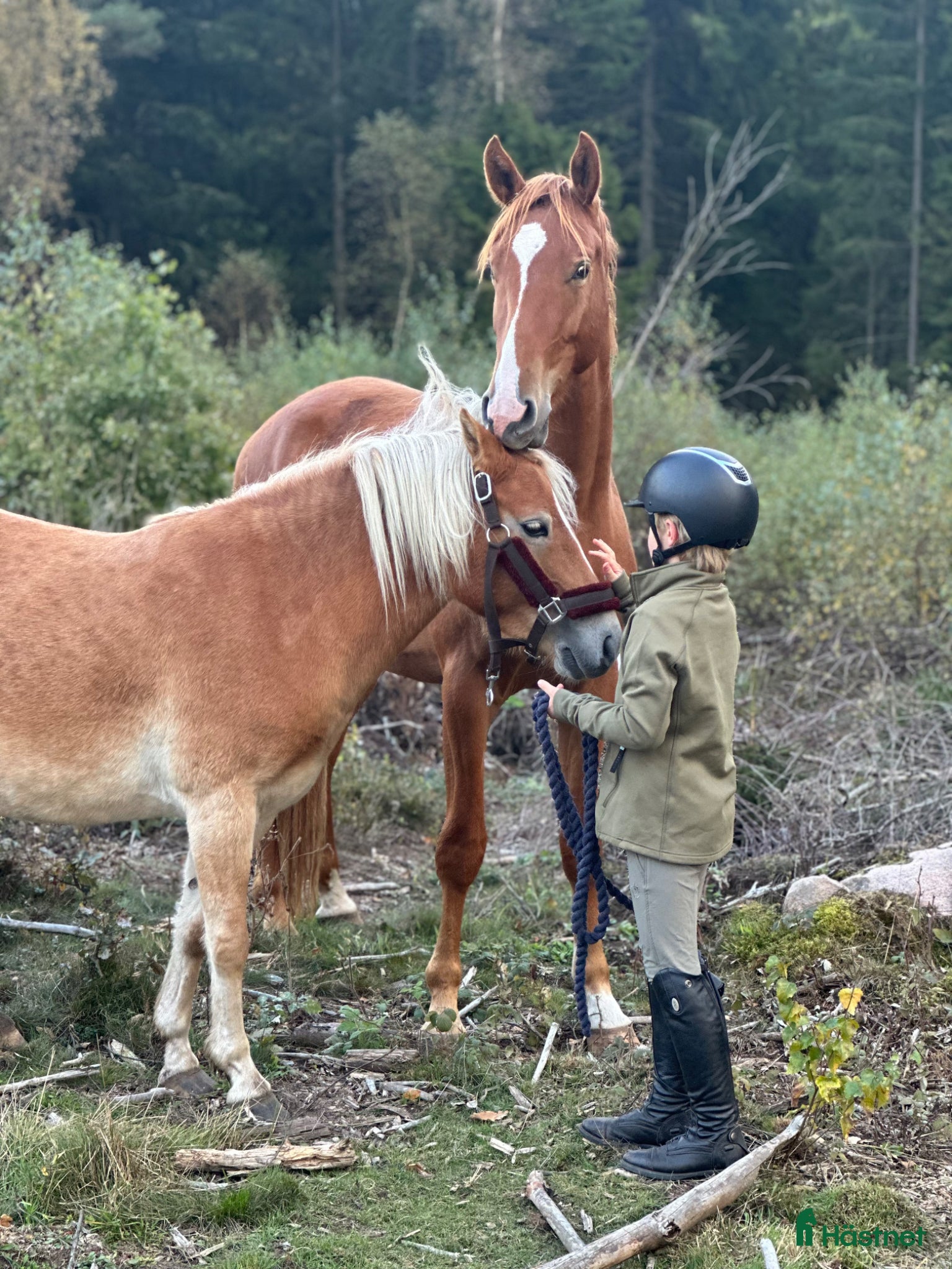  hästar Söker trygg läromästare  - Annons 13