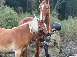 hästar Söker trygg läromästare - Annons 13