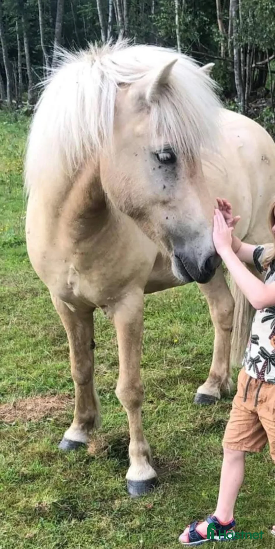 Island hästar till salu: Islandshäst med mycket motor - Annons 7