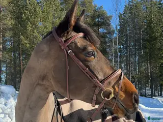 hästar Vackert och tufft sto för hoppning - Annons 3