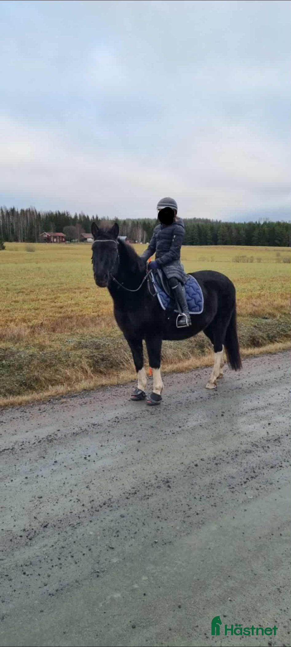  hästar Bästa skogsmullen Bezi i Kil - Annons 11