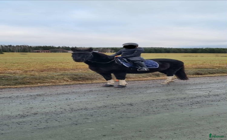  hästar i Kil - Annons 12