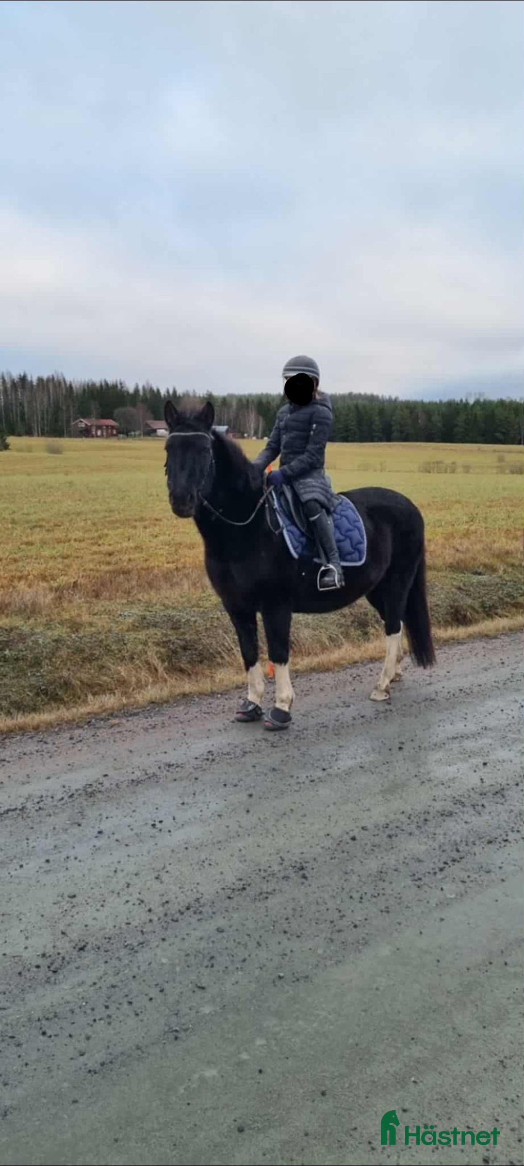 Sällskap hästar till salu: Bästa skogsmullen Bezi i Kil - Annons 1