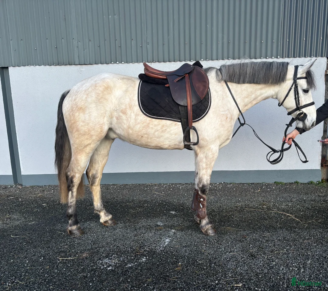 Allround hästar till salu: 6 y/o 148cm - Annons 1