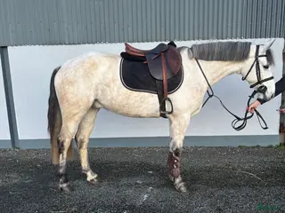hästar 6 y/o 148cm - Annons 11