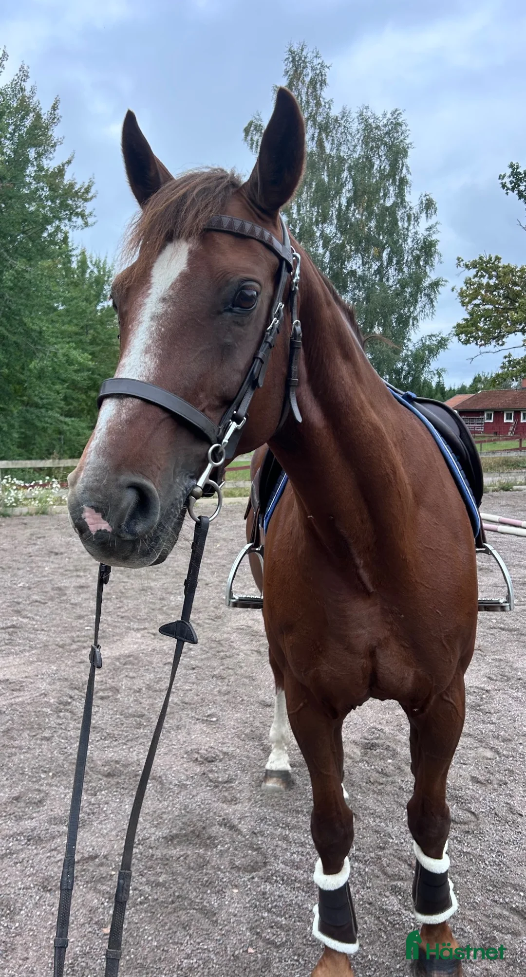 Hoppning hästar till salu: Läromästare som alltid tar dig i mål! - Annons 3