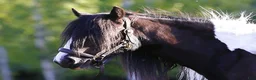 Allround hästar till salu: En midsommardröm - Annons 13