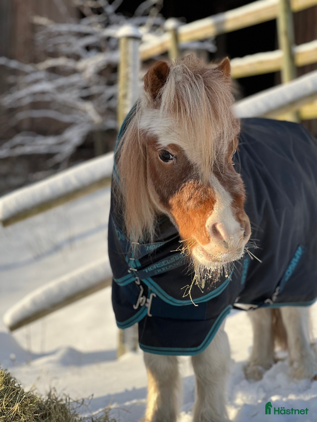  foderhäst finnes: Minishettis i Hjo - Annons 3