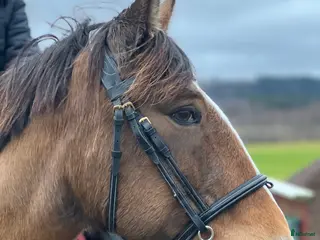 hästar Fantastisk valack och bästa vän! i Rottneros - Annons 2