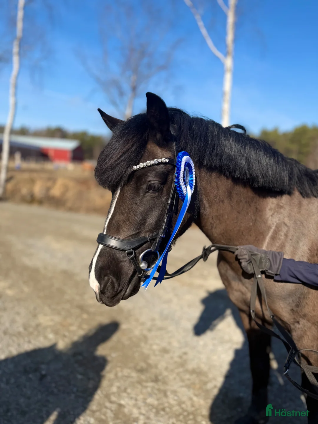 Hoppning hästar till salu: En riktig drömponny - Annons 2