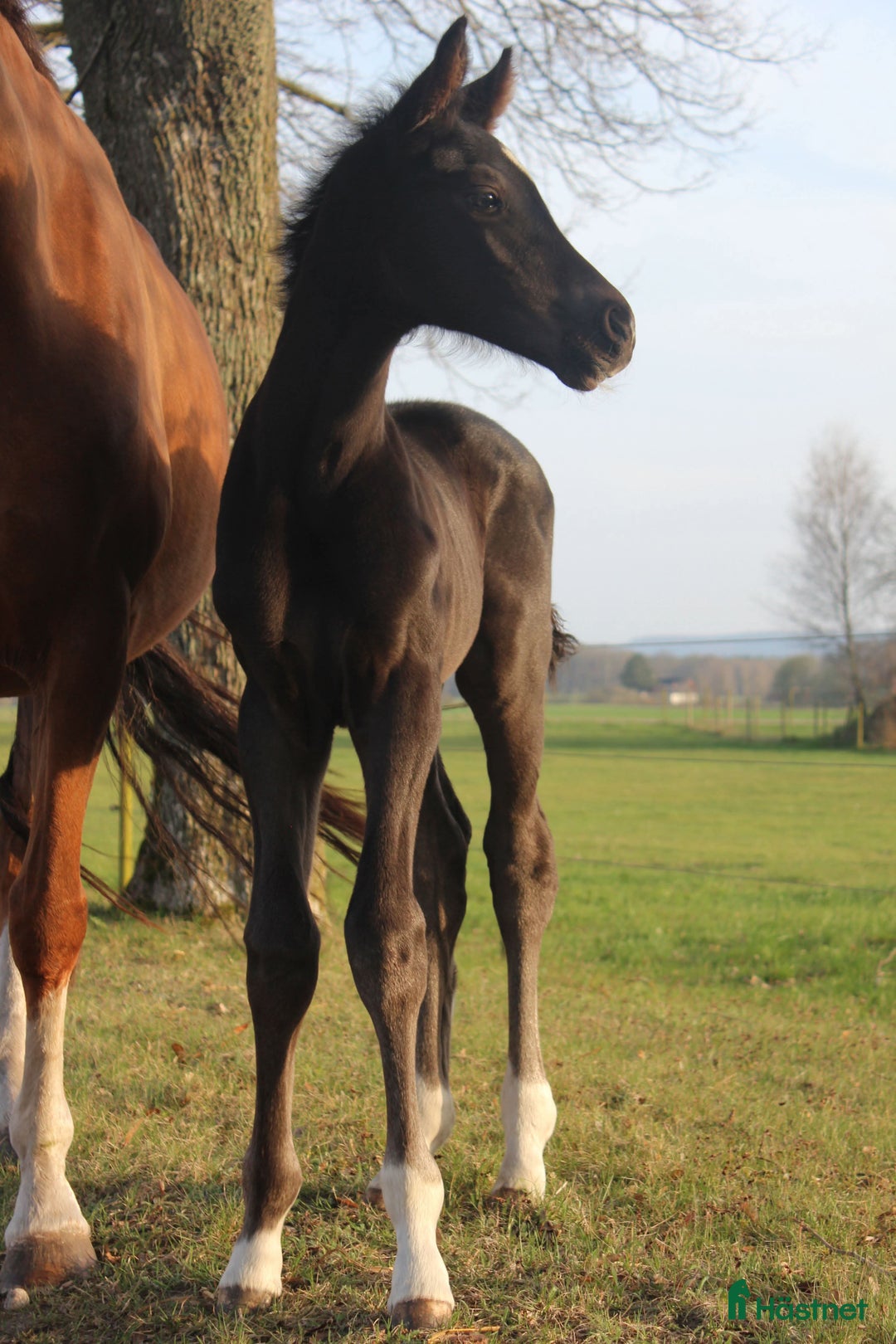 Dressyr hästar till salu: Skyline to B/Don Olymbrio  i Klippan - Annons 4