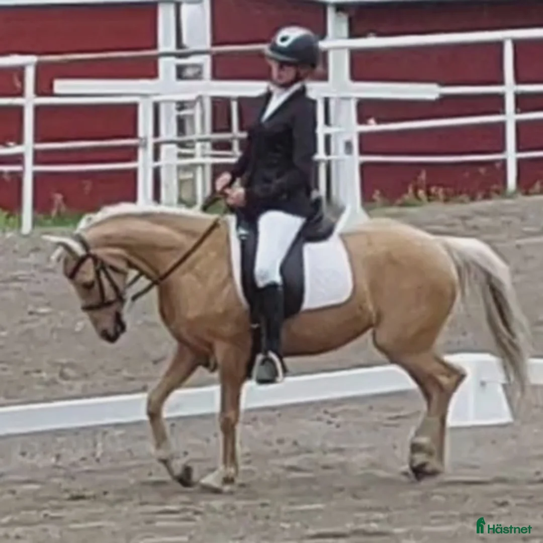 Allround hästar till salu: Elegant och feminin multitalang i Piteå - Annons 4