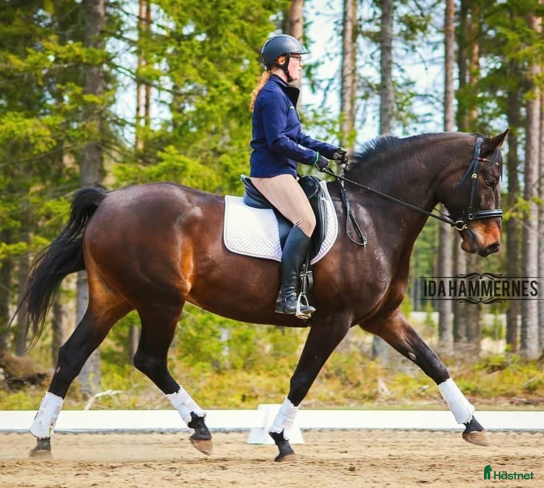 Dressyr hästar till salu: Trevlig 2 åring SWB e. Serious 1457 i Umeå - Annons 3