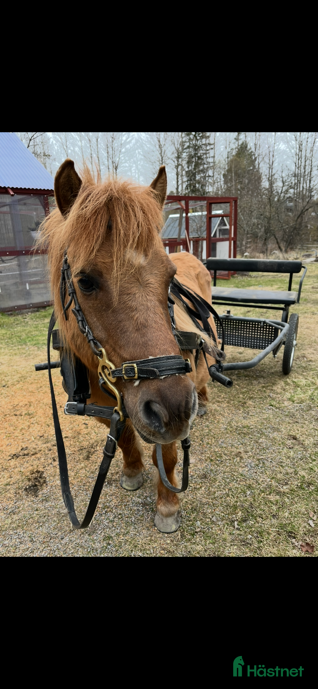 Övrigt hästar till salu: Världens mesta Isor  i Söderhamn - Annons 1