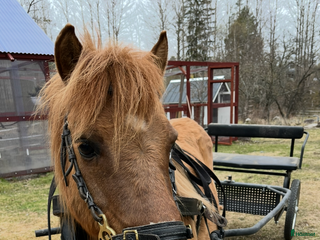 hästar Världens mesta Isor i Söderhamn - Annons 10