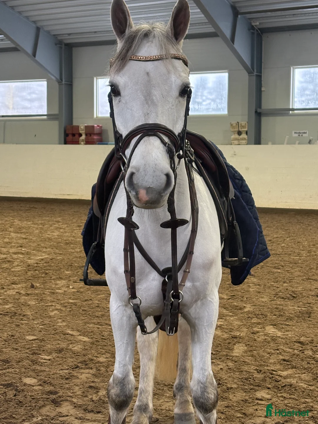 Hoppning hästar till salu: SAGOPONNY i Täby - Annons 3