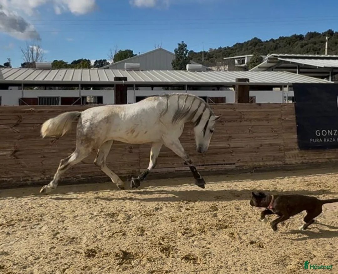 Dressyr hästar till salu: Fantastisk PRE hingst!! i Borås - Annons 3
