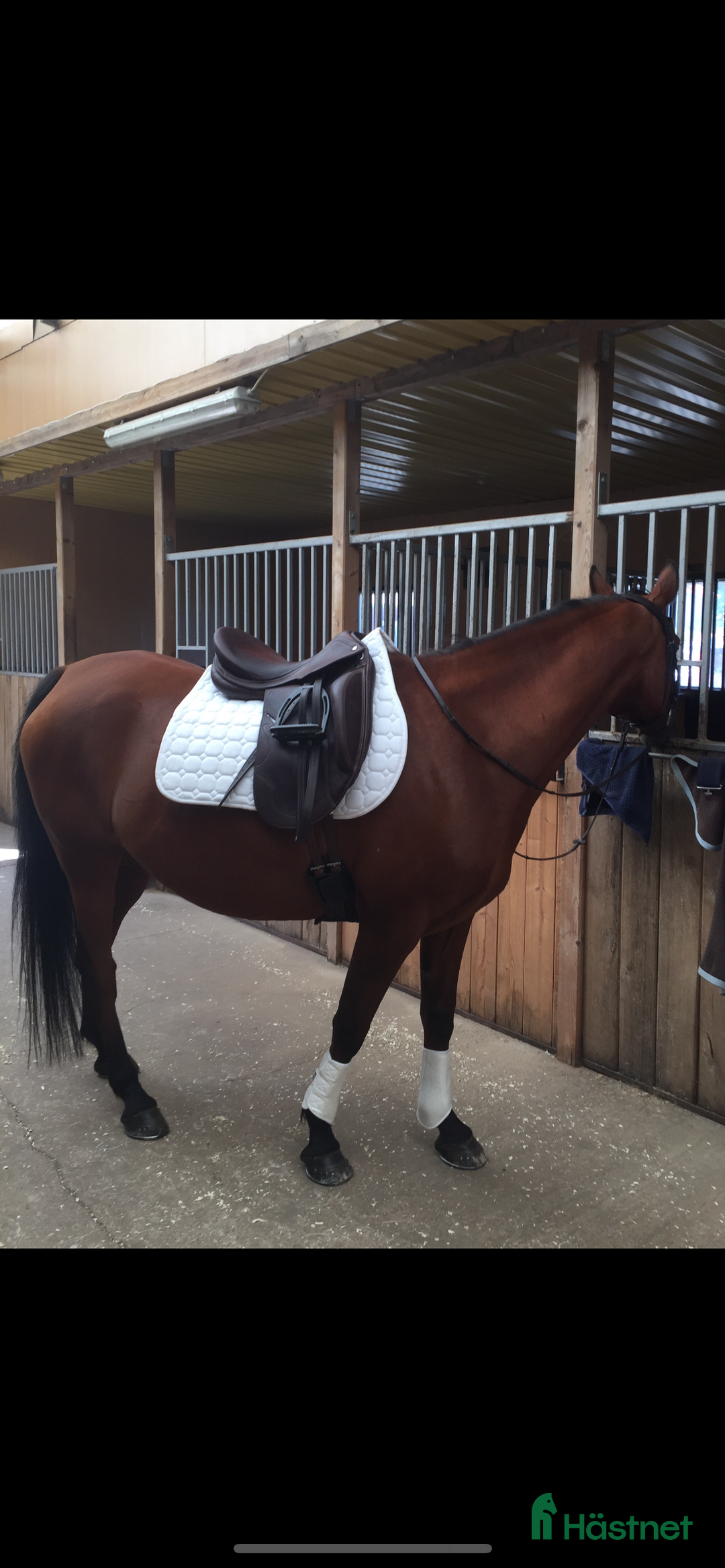 Sadlar hästutrustning till salu: 🌸Prestige passion, brun dressyrsadel 17”🌸 i Ulricehamn - Bild 6