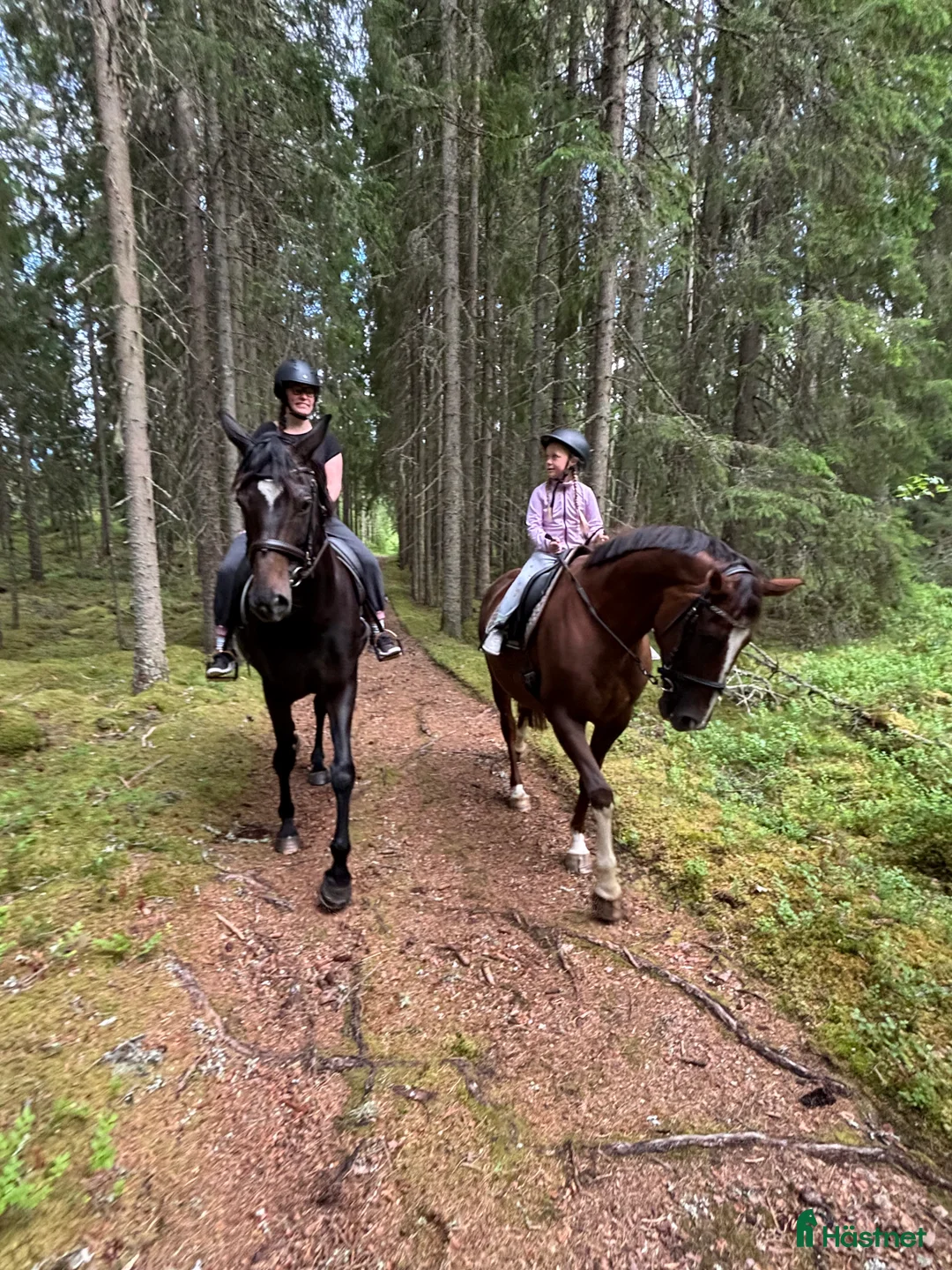 Avelshästar hästar till salu: Avelsto e: Total Hope - Annons 11