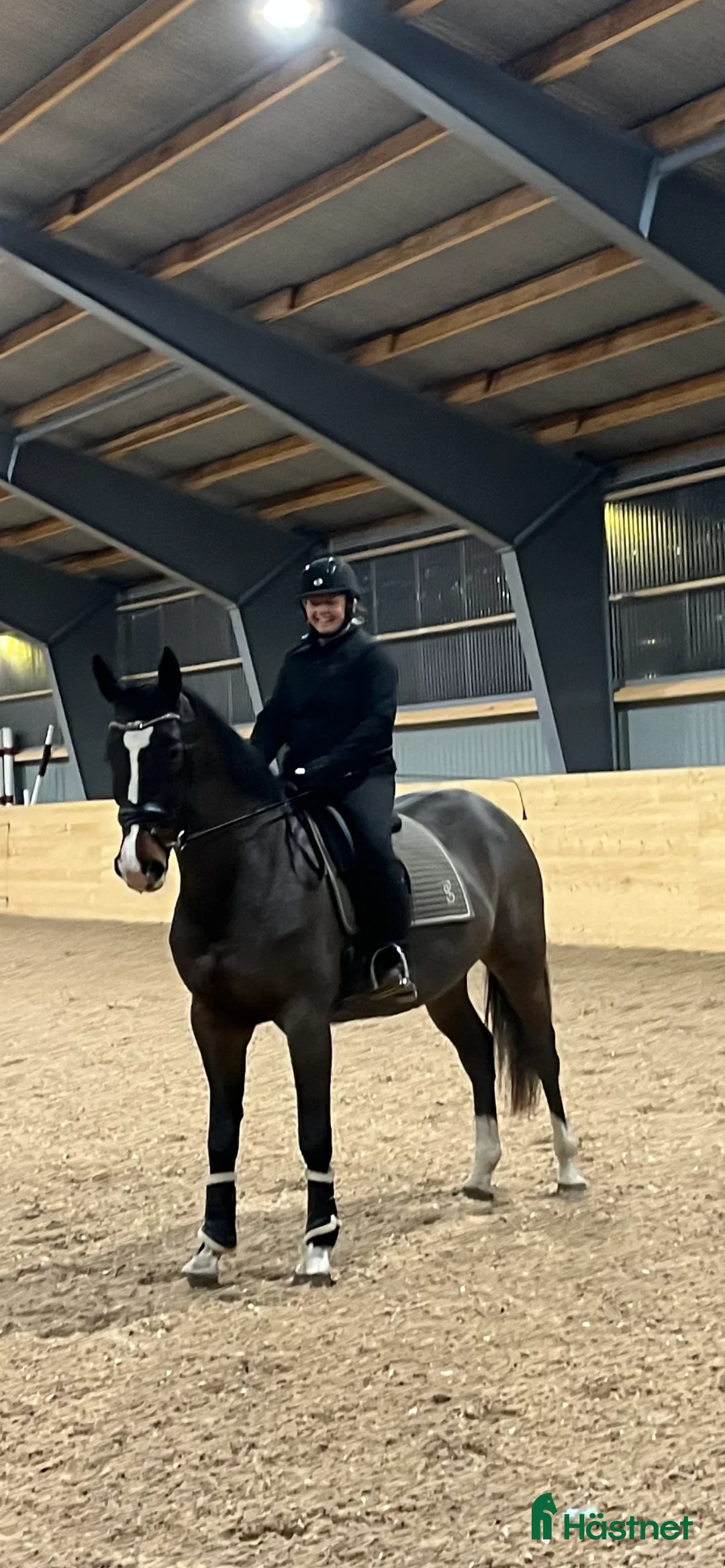 Allround hästar till salu: Hopp/dressyr sto - Annons 3