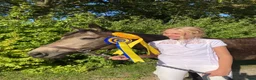 Hoppning hästar till salu: Vackert hoppsto d-ponny 148 cm född-17 i Hemse - Annons 8